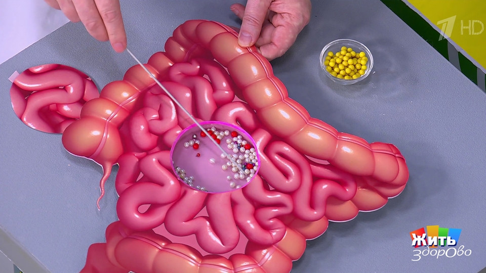 Микробы-психобиотики: с чем их едят? Жить здорово! Фрагмент выпуска от 26.11.2025