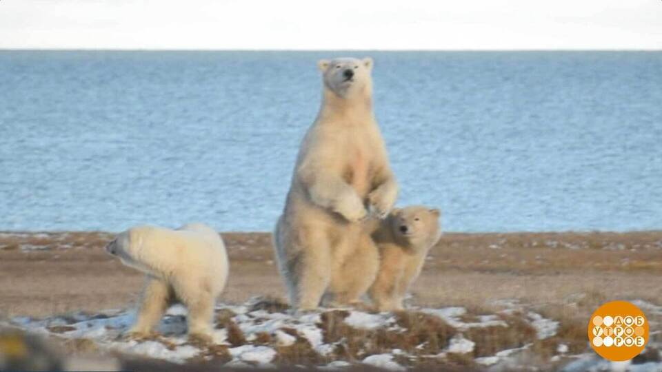 Мишки, вас посчитали! Доброе утро. Фрагмент выпуска от 27.11.2025