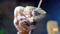 Все зверушки — хороши! Доброе утро. Суббота. Фрагмент 