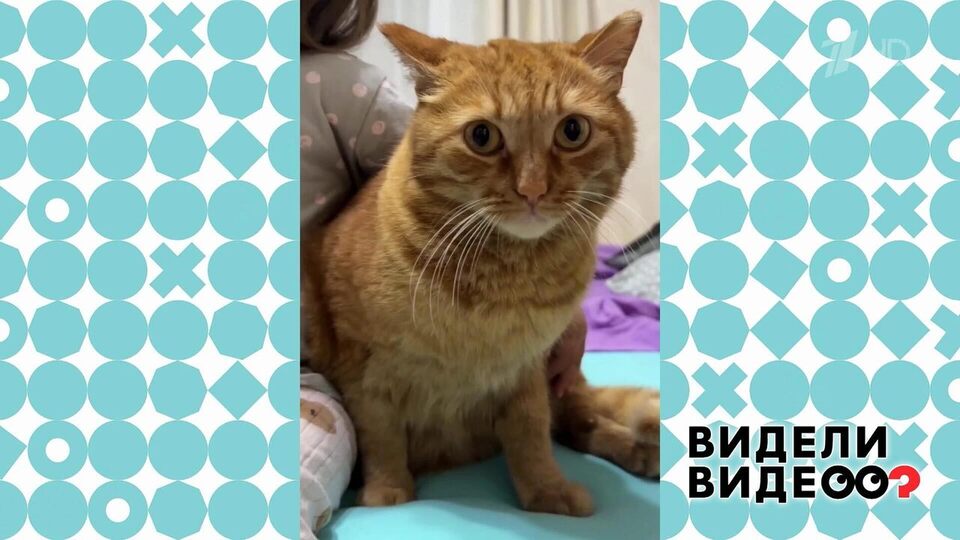 Кот Персик терпит объятия. Видели видео? Фрагмент выпуска от 30.11.2025