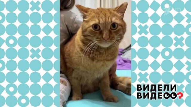 Кот Персик терпит объятия. Видели видео? Фрагмент