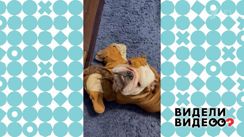 Английский бульдог Чарли. Видели видео? Фрагмент выпуска от 30.11.2025