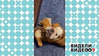 Английский бульдог Чарли. Видели видео? Фрагмент 