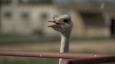 Керчь. Повара на колесах. Анонс