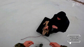 Видео недели. Спасение косуль. Человек и закон. Фрагмент 