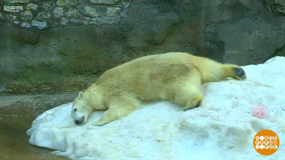 Мишки тоже любят… бананы! Доброе утро. Суббота. Фрагмент выпуска от 06.12.2025