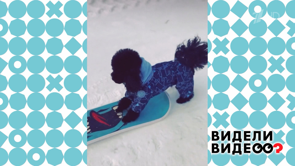 Пудель на сноускейте. Видели видео? Фрагмент выпуска от 07.12.2025