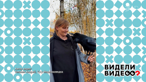 Ворон-говорун. Видели видео? Фрагмент 