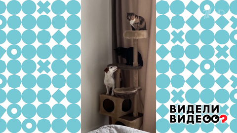 Незваный гость. Видели видео? Фрагмент 