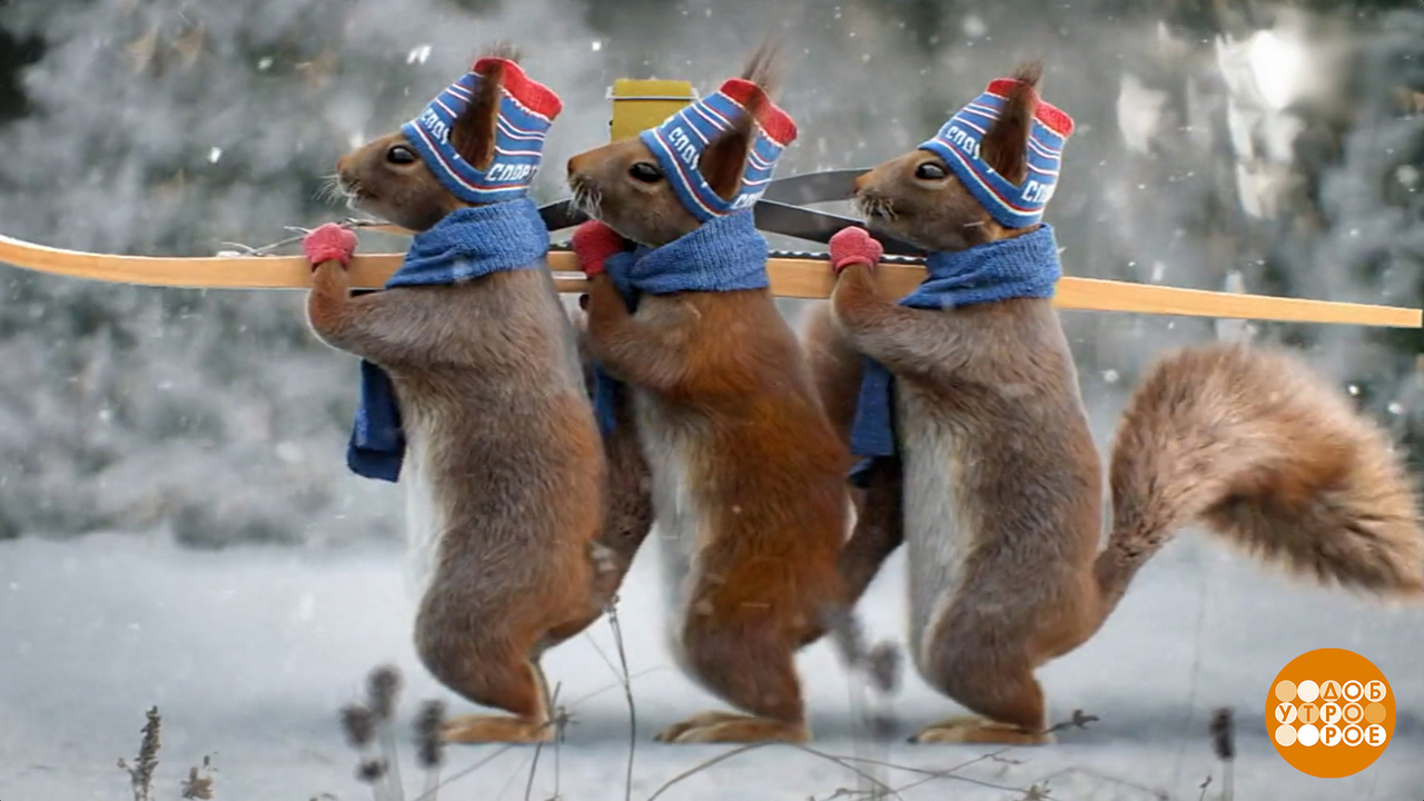 Белки Первого канала: с экрана — на елку! Доброе утро. Фрагмент выпуска от 08.12.2025
