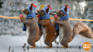 Белки Первого канала: с экрана — на елку! Доброе утро. Фрагмент 