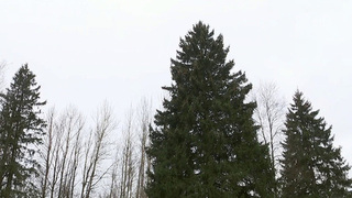 В Подмосковье спилили главную новогоднюю елку страны