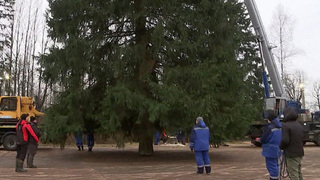 Главную новогоднюю ель страны нашли в Рузском районе Московской области