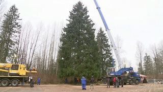 Соборную площадь Кремля украсит столетняя ель из Рузского района Подмосковья