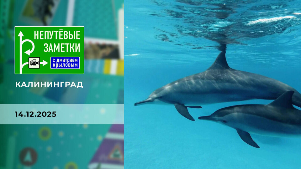 Калининград. Часть 2. Непутевые заметки. Выпуск от 14.12.2025
