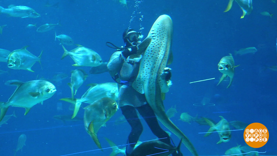 Потанцуй со мной, акула! Доброе утро. Фрагмент выпуска от 16.12.2025