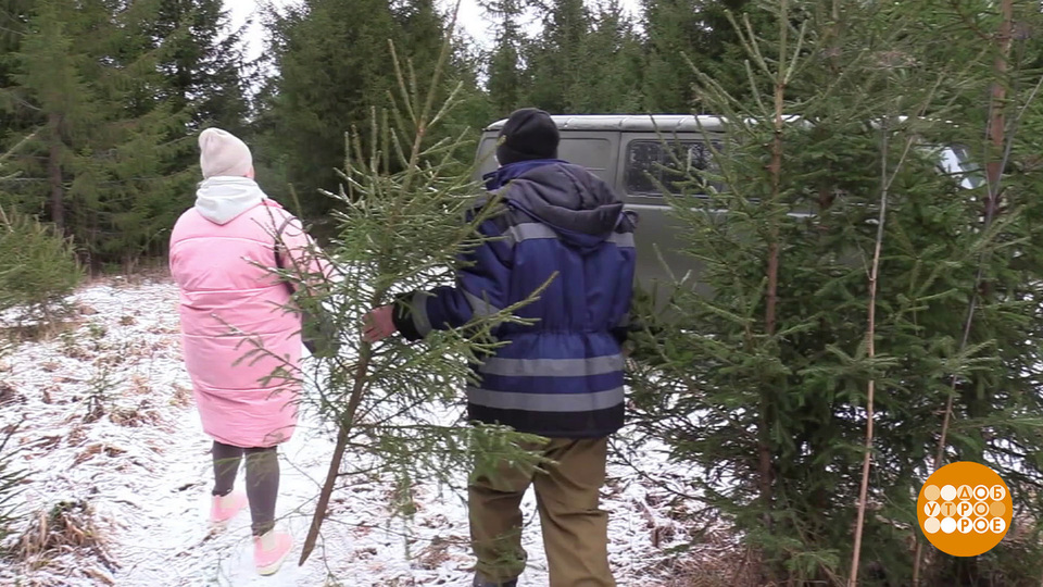 Рубим елку сами: а что, так можно? Доброе утро. Фрагмент выпуска от 16.12.2025