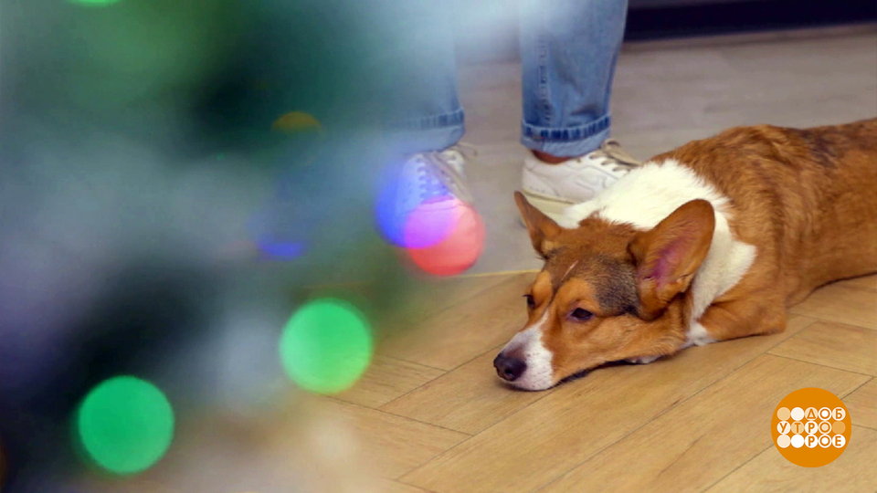 Новому году — салют! Только собака пугается… Доброе утро. Суббота. Фрагмент выпуска от 20.12.2025