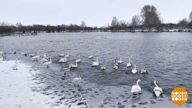 Лебединое озеро Светлое. Доброе утро. Суббота. Фрагмент 