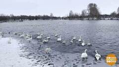 Лебединое озеро Светлое. Доброе утро. Суббота. Фрагмент 