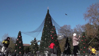 Елочные базары сегодня открылись в столичном регионе и в Санкт-Петербурге