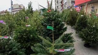 В Москве, Петербурге и других городах страны открылись новогодние елочные базары