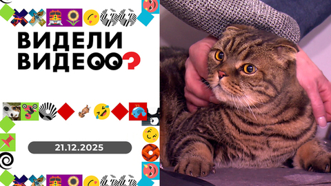 Детский барбер; собачья тоска; спасенный лебедь; в поисках доброго хозяина; кошки-мышки. Видели видео? 