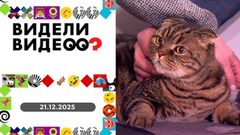 Детский барбер; собачья тоска; спасенный лебедь; в поисках доброго хозяина; кошки-мышки. Видели видео? 