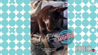 Собачья тоска. Видели видео? Фрагмент 