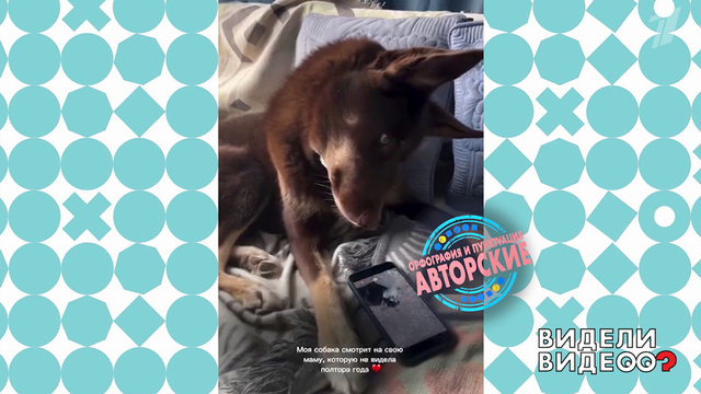 Собачья тоска. Видели видео? Фрагмент 