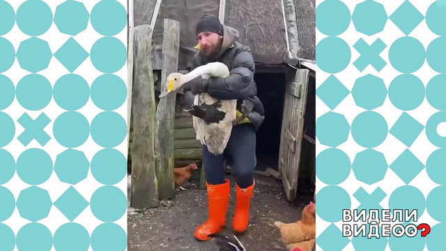 Спасенный лебедь. Видели видео? Фрагмент 