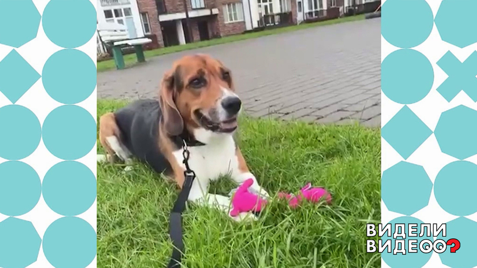 Ищу доброго хозяина. Видели видео? Фрагмент выпуска от 21.12.2025