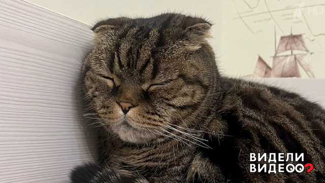 Кошки-мышки. Видели видео? Фрагмент 