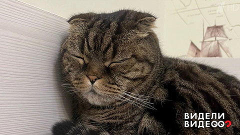 Кошки-мышки. Видели видео? Фрагмент 