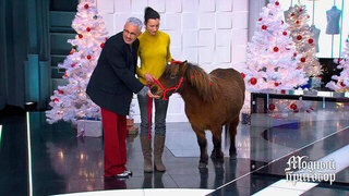 «Какой “плюшевый” Пион!» Александр Рогов пришел в восторг от пони. Модный приговор. Фрагмент 