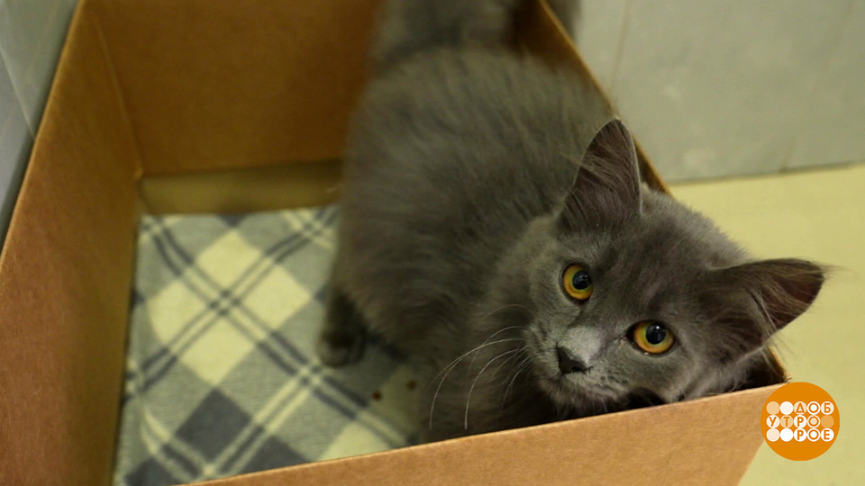 Кошка, к нам гости! Доброе утро. Фрагмент выпуска от 23.12.2025