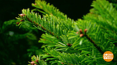 Идем на базар за елкой! Или за пихтой? Доброе утро. Фрагмент 