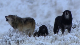 Финляндия обвинила волков из России в массовом нападении на оленей