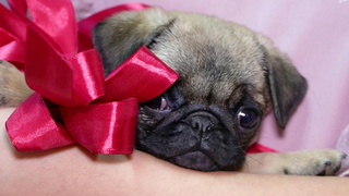 Владимир Путин исполнил желание 11-летней Маши из Красноярского края