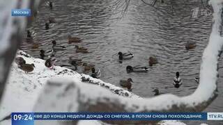 Температурные качели: Москву накрыла оттепель, на Новый год — мороз