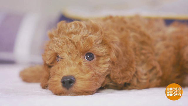 Щенок — не игрушка! Доброе утро. Суббота. Фрагмент