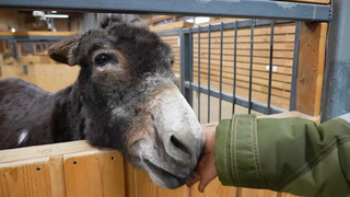 Ослик, помогавший в зоне СВО, поселился на экспозиции Московского зоопарка