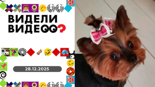 Спасение кота Федоса; девочка, у которой все хорошо; мастер на все руки; кошка в подарок. Видели видео? 