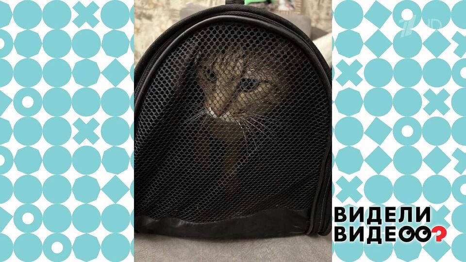 Кот-путешественник. Видели видео? Фрагмент выпуска от 28.12.2025