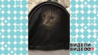 Кот-путешественник. Видели видео? Фрагмент 