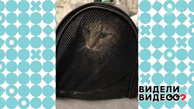 Кот-путешественник. Видели видео? Фрагмент 
