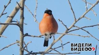 Ос его знает: как подкормить птиц в зимний период. Видели видео? Фрагмент 