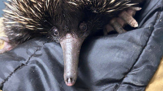 Две ехидны и кускус: в Московский зоопарк приехали обитатели Австралии