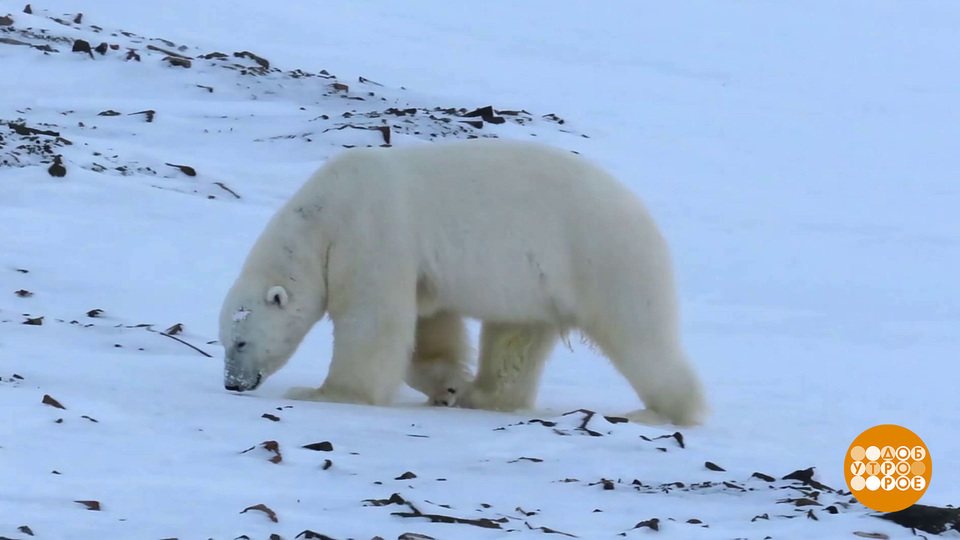 Все белые медведи — новогодние! Доброе утро. Фрагмент выпуска от 29.12.2025 на Первом канале // 29 декабря 2025 Первый // смотреть Все белые медведи — новогодние! Доброе утро. Фрагмент выпуска от 29.12.2025 online без регистрации