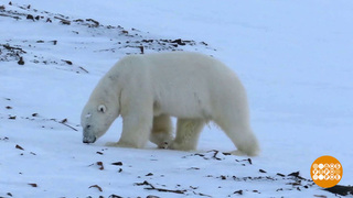 Все белые медведи — новогодние! Доброе утро. Фрагмент 